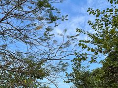 -番禺大夫山森林公园