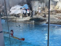 -帝企鹅自助餐厅•儿童岛•真企鹅(长隆企鹅酒店)