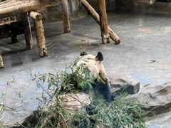 -上海野生动物园