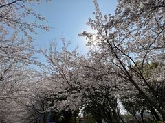 -高东镇樱花园