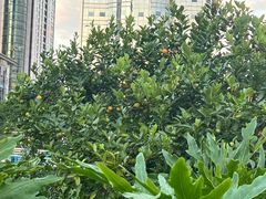 -两江幸福广场