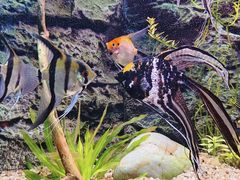 -上海海洋水族馆