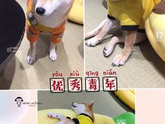-逗柴咖啡屋·狗咖猫咖宠物桌游