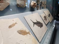 -湖南省地质博物馆