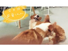 -我爱猫咪·猫咖·狗咖·安哥拉兔·羊驼咖(小寨华旗店)