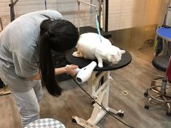 -PETKIT小佩宠物(古北店)