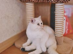 -猫腻·猫咖·撸猫馆(星光大道店)