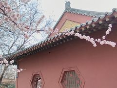 -桃花堤公园
