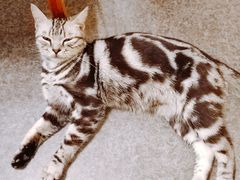 -猫色咖啡·猫咖