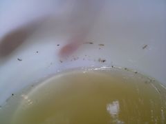 虫子-港式金翠茶餐厅