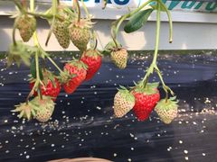 -青浦采草莓天天草莓园