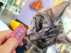 -十年猫舍·猫咪专门店(普陀店)