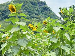 -高荡千年布依古寨旅游景区