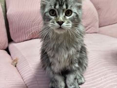 -lincat·猫舍(广州店)