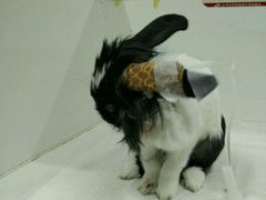 -北京观赏动物医院·24小时大型综合·猫专科·异宠专科