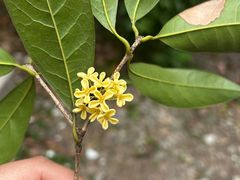 -阳澄湖大闸蟹·琼灵阁牌品牌连锁(吴中总店)