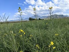 -扁都口生态休闲旅游区