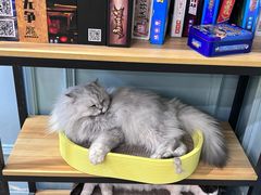 -安格丽娜·狗咖·猫咖羊驼咖(春熙路百盛商场店)