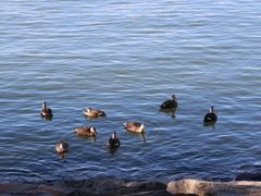 -台场海滨公园船码头