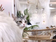 -共舞时光猫咖·狗咖(新街口店)