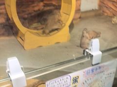 -正佳雨林生态植物园