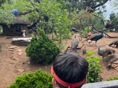 -西霞口神雕山野生动物世界