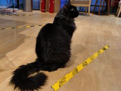 -藏猫猫咖啡主题馆(中央大道店)