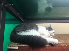 -猫咪博物馆(顶澳仔猫街店)