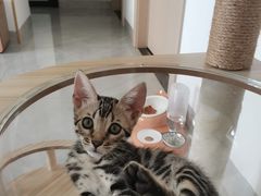 -瑞派康怡24h宠物医院·犬猫医疗中心·微创绝育(瑞景分院)