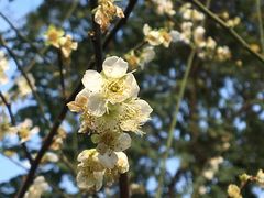 -麓湖高尔夫球俱乐部