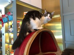 -猫大福·Fortune Cat猫舍(百子湾店)