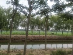 -西青郊野公园