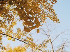 -三里屯东五街银杏大道