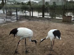 -盐城丹顶鹤湿地生态旅游区