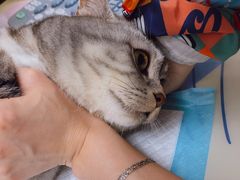 -美联众合动物医院(·中兽医·疑难杂症·严家桥分院)