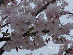 -顾村公园