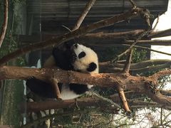 iphone_upload_pic-成都大熊猫繁育研究基地