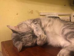 -猫色咖啡·猫咖