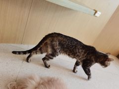 -飞行喵MR PILOT|猫舍·猫咖(静安大融城店)