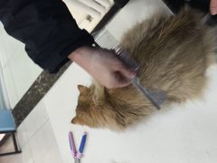 -全心全意连锁动物医院·微创中心·内科急重症·心脏专科(丰管路店)