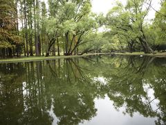 -上海共青森林公园