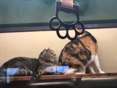 -猫咪博物馆(顶澳仔猫街店)