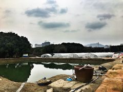 -胜丰草莓采摘园