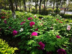-平顶山博物馆