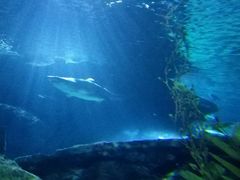 -暹罗海洋世界
