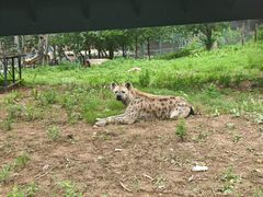 -大连森林动物园