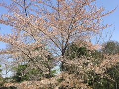 -西安青龙寺遗址景区