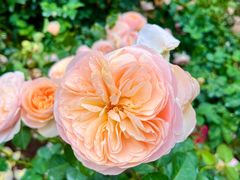 -人民公园(罗湖区)