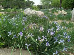 -石家庄市植物园