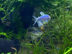 -双季花艺园艺市场(浦东店)